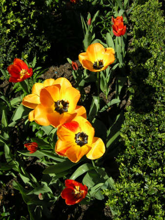 Poppies (gen; Papaveraceae). Blooming colourfully here in a country garden in Southern England, taken in springtimeの写真素材