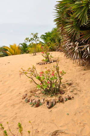 Landscaped gardens around this nature hotel near on the Kalpitya peninsular, NW Sri Lankaのeditorial素材