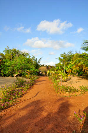 Landscaped gardens around this nature hotel near on the Kalpitya peninsular, NW Sri Lankaのeditorial素材
