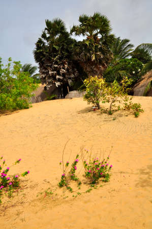 Landscaped gardens around this nature hotel near on the Kalpitya peninsular, NW Sri Lankaのeditorial素材