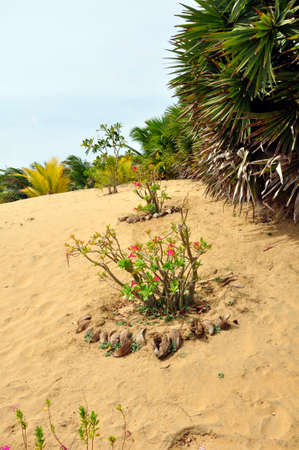 Landscaped gardens around this nature hotel near on the Kalpitya peninsular, NW Sri Lankaのeditorial素材