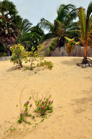 Landscaped gardens around this nature hotel near on the Kalpitya peninsular, NW Sri Lankaのeditorial素材
