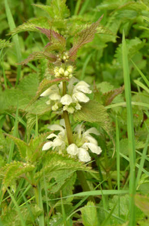 White Dead-nettle (Lamium album). Colourful wild-flowers can be found in all rural areas of Gt. Britain, during spring and summerの写真素材