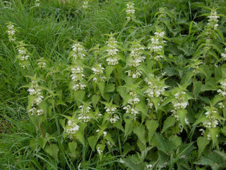 White Dead-nettle (Lamium album). Colourful wild-flowers can be found in all rural areas of Gt. Britain, during spring and summerの写真素材