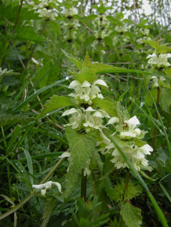 White Dead-nettle (Lamium album). Colourful wild-flowers can be found in all rural areas of Gt. Britain, during spring and summerの写真素材