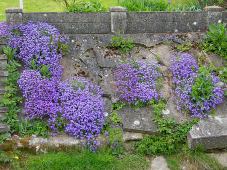 Slender Speedwell (Veronica filiformis). Clinging to this cement wall here at the edge of a country garden in Leicestershire, Englandの写真素材