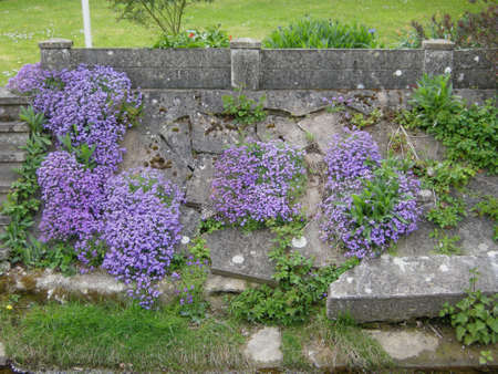 Slender Speedwell (Veronica filiformis). Clinging to this cement wall here at the edge of a country garden in Leicestershire, Englandの写真素材