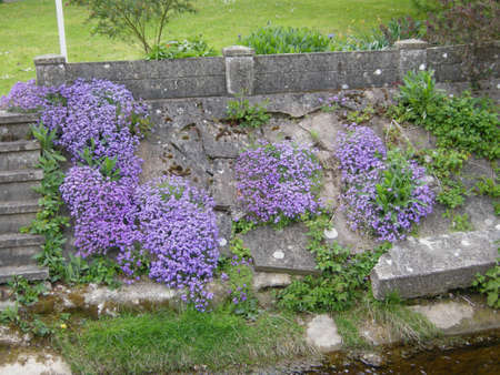 Slender Speedwell (Veronica filiformis). Clinging to this cement wall here at the edge of a country garden in Leicestershire, Englandの写真素材