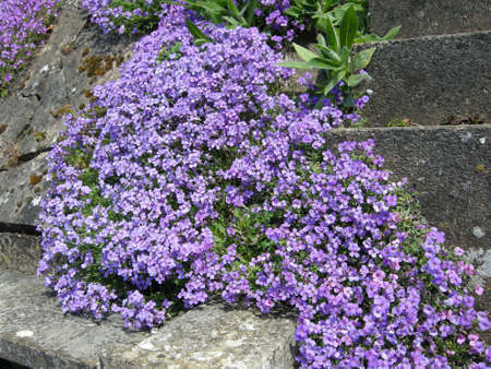 Slender Speedwell (Veronica filiformis). Clinging to this cement wall here at the edge of a country garden in Leicestershire, Englandの写真素材