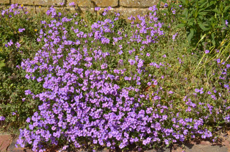 Slender Speedwell (Veronica filiformis). Clinging to this cement wall here at the edge of a country garden in Leicestershire, Englandの写真素材
