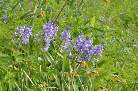Bluebells (Endymion non-scriptus). Blooming colourfully to carpet forest floors all over Great Britain during springの写真素材