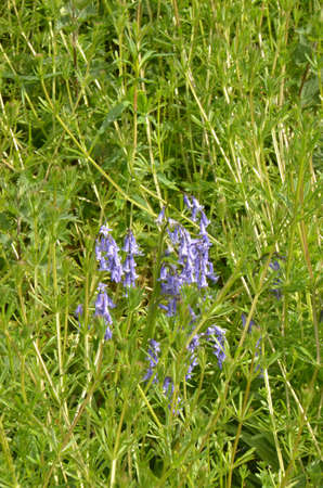 Bluebells (Endymion non-scriptus). Blooming colourfully to carpet forest floors all over Great Britain during springの写真素材