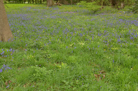 Bluebells (Endymion non-scriptus). Blooming colourfully to carpet forest floors all over Great Britain during springの写真素材