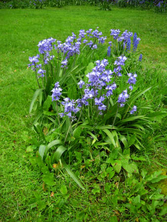 Bluebells (Endymion non-scriptus). Blooming colourfully to carpet forest floors all over Great Britain during springの写真素材