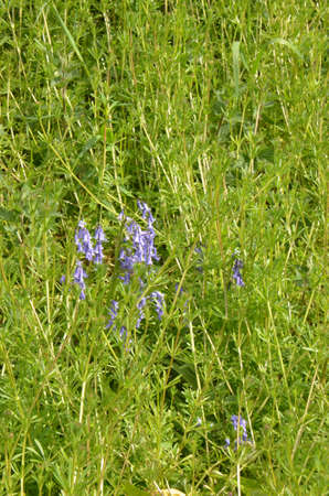 Bluebells (Endymion non-scriptus). Blooming colourfully to carpet forest floors all over Great Britain during springの写真素材