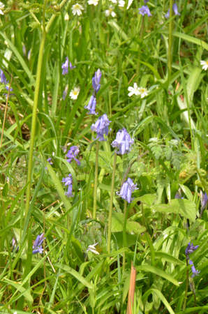 Bluebells (Endymion non-scriptus). Blooming colourfully to carpet forest floors all over Great Britain during springの写真素材