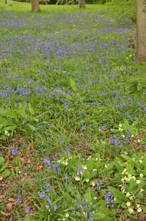 Bluebells (Endymion non-scriptus). Blooming colourfully to carpet forest floors all over Great Britain during springの写真素材