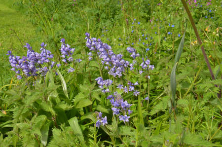 Bluebells (Endymion non-scriptus). Blooming colourfully to carpet forest floors all over Great Britain during springの写真素材