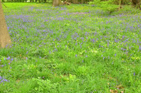 Bluebells (Endymion non-scriptus). Blooming colourfully to carpet forest floors all over Great Britain during springの写真素材