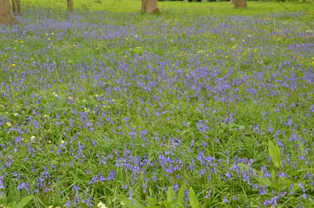 Bluebells (Endymion non-scriptus). Blooming colourfully to carpet forest floors all over Great Britain during springの写真素材
