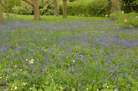 Bluebells (Endymion non-scriptus). Blooming colourfully to carpet forest floors all over Great Britain during springの写真素材