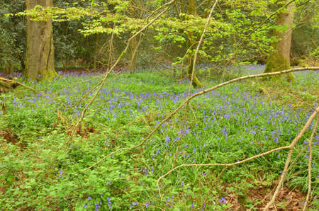 Bluebells (Endymion non-scriptus). Blooming colourfully to carpet forest floors all over Great Britain during springの写真素材
