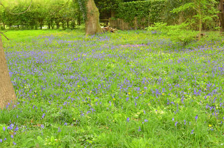 Bluebells (Endymion non-scriptus). Blooming colourfully to carpet forest floors all over Great Britain during springの写真素材