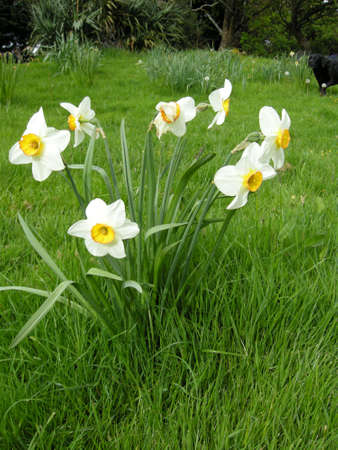 Daffodils (Gen Narcissus). Colourful wild-flowers can be found in all rural areas of Gt. Britain, during spring and summerの写真素材