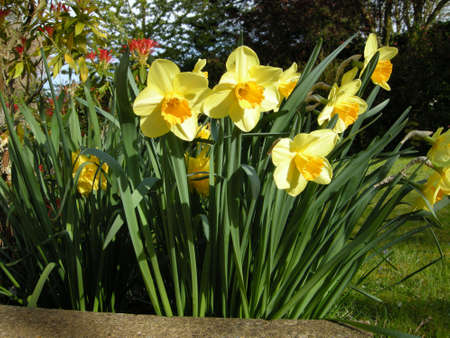 Daffodils (Gen Narcissus). Colourful wild-flowers can be found in all rural areas of Gt. Britain, during spring and summerの写真素材