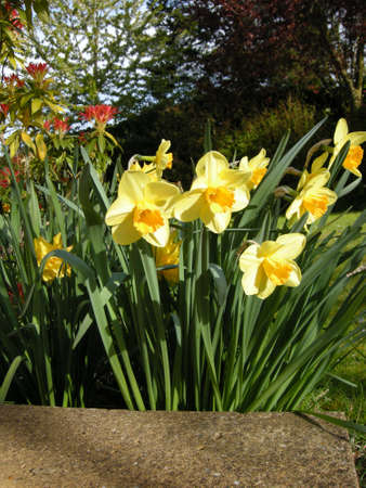 Daffodils (Gen Narcissus). Colourful wild-flowers can be found in all rural areas of Gt. Britain, during spring and summerの写真素材