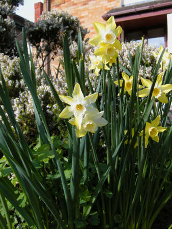 Daffodils (Gen Narcissus). Colourful wild-flowers can be found in all rural areas of Gt. Britain, during spring and summerの写真素材