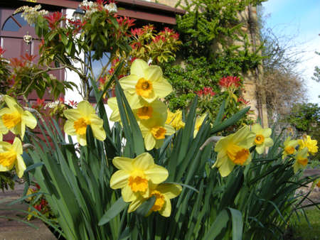 Daffodils (Gen Narcissus). Colourful wild-flowers can be found in all rural areas of Gt. Britain, during spring and summerの写真素材