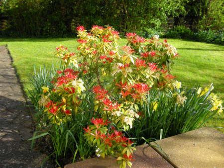 Assorted flowers. Blooming colourfully here in a country garden in Leicestershire, Englandの写真素材