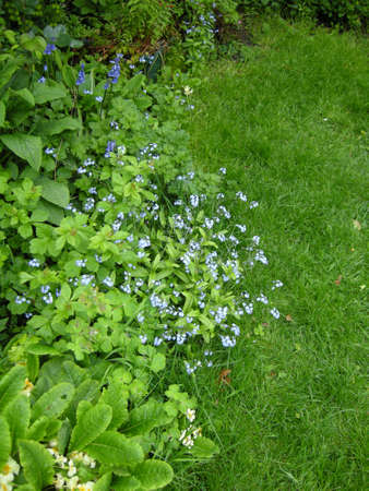 Assorted flowers. Blooming colourfully here in a country garden in Leicestershire, Englandの写真素材
