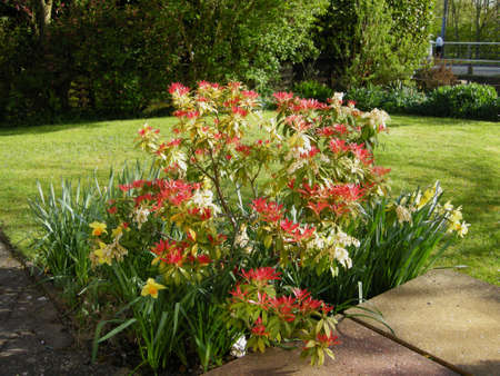 Assorted flowers. Blooming colourfully here in a country garden in Leicestershire, Englandの写真素材
