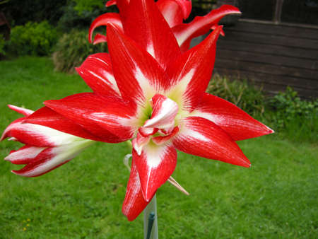 Amaryllis (A. belladonna). Blooming colourfully here in a country garden in Leicestershire, Englandの写真素材