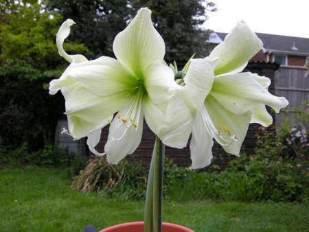 Amaryllis (A. belladonna). Blooming colourfully here in a country garden in Leicestershire, Englandの写真素材