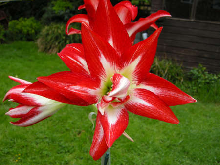 Amaryllis (A. belladonna). Blooming colourfully here in a country garden in Leicestershire, Englandの写真素材