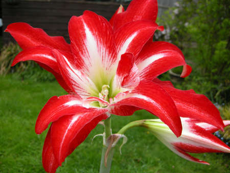 Amaryllis (A. belladonna). Blooming colourfully here in a country garden in Leicestershire, Englandの写真素材