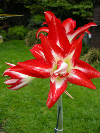 Amaryllis (A. belladonna). Blooming colourfully here in a country garden in Leicestershire, Englandの写真素材