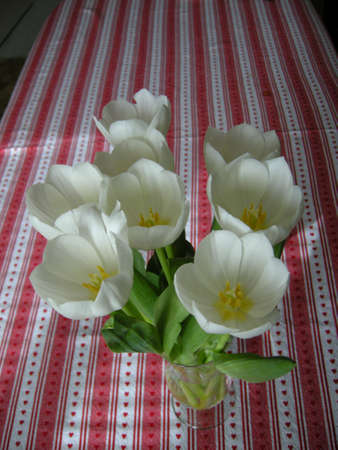 Tulips (Gen Tulipa). Decorating this table in a glass vase, Englandの写真素材