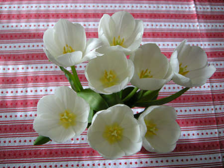 Tulips (Gen Tulipa). Decorating this table in a glass vase, Englandの写真素材