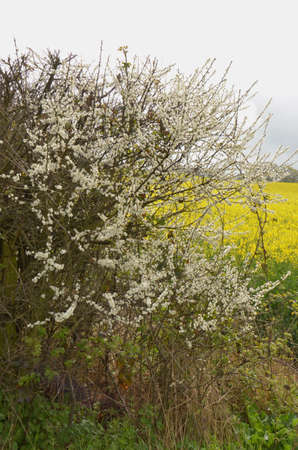 Blackthorne (Prunus spinosa). Grows wild or is planted as hedges in Southern English farming and countryside areasの写真素材