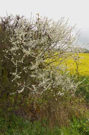 Blackthorne (Prunus spinosa). Grows wild or is planted as hedges in Southern English farming and countryside areasの写真素材