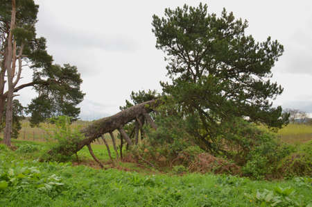 Fallen tree. Blown over by a really bad storm here in Southern Englandの写真素材
