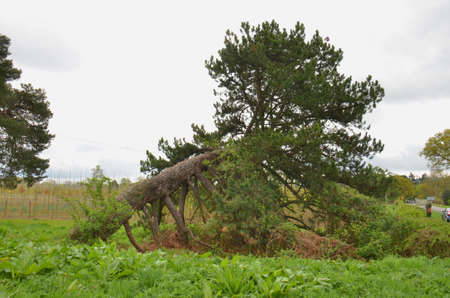Fallen tree. Blown over by a really bad storm here in Southern Englandの写真素材