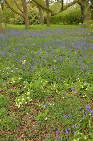Assorted wildflowers. Colourful wild-flowers can be found in all rural areas of Gt. Britain, during spring and summerの写真素材