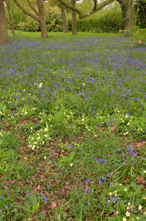 Assorted wildflowers. Colourful wild-flowers can be found in all rural areas of Gt. Britain, during spring and summerの写真素材