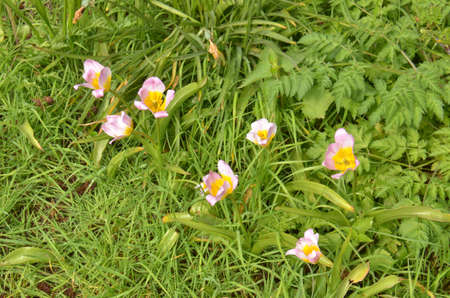 Wild Pansy (Viola tricolor). Colourful wild-flowers can be found in all rural areas of Gt. Britain, during spring and summerの写真素材