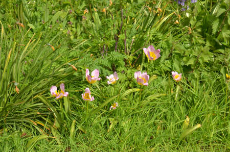Wild Pansy (Viola tricolor). Colourful wild-flowers can be found in all rural areas of Gt. Britain, during spring and summerの写真素材